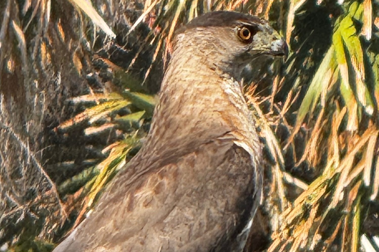 A Cooper's hawk portrait