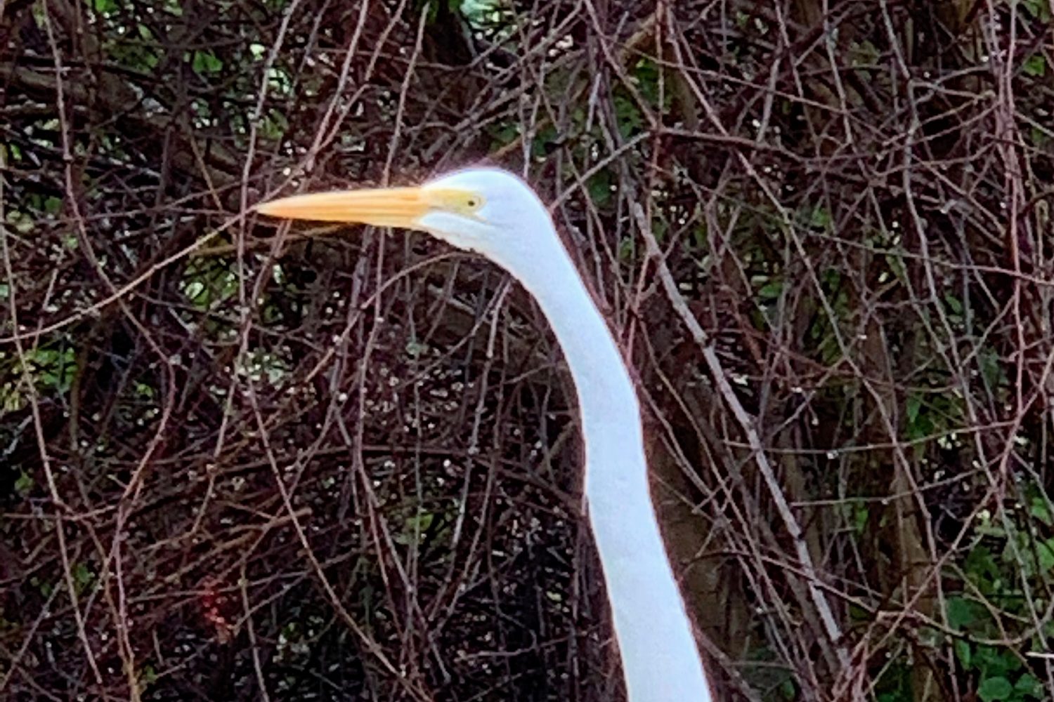A great egret with white plumage and a yellow bill