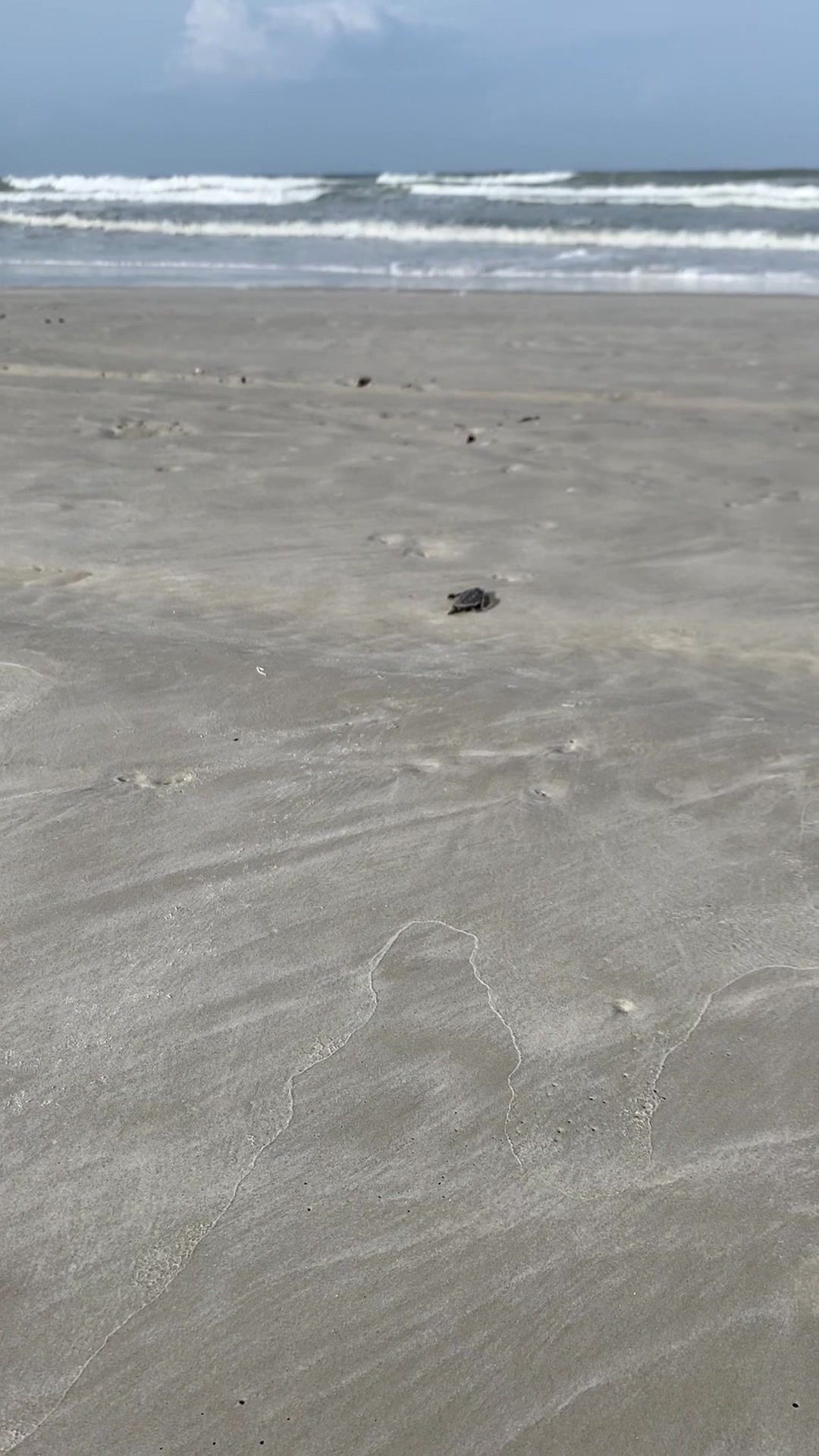 A sea turtle hatchling making its way to the surf